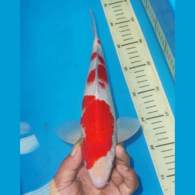 SANDAN KOHAKU