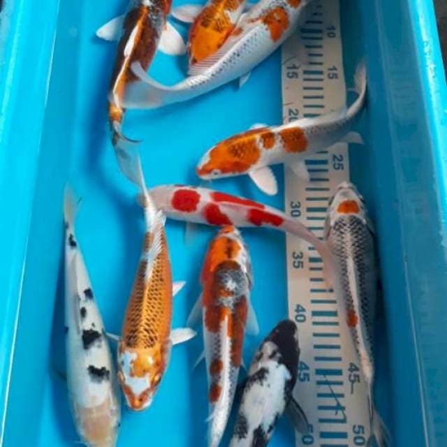 Mix 10 ekpr 24-29 cm