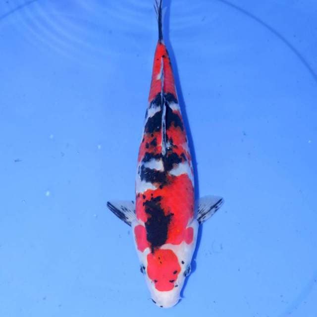 YONDARU SANKE 30cm