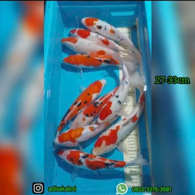 PAKET MIX 🥳