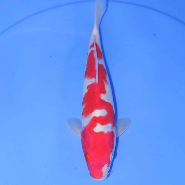 JIKUZA KOHAKU