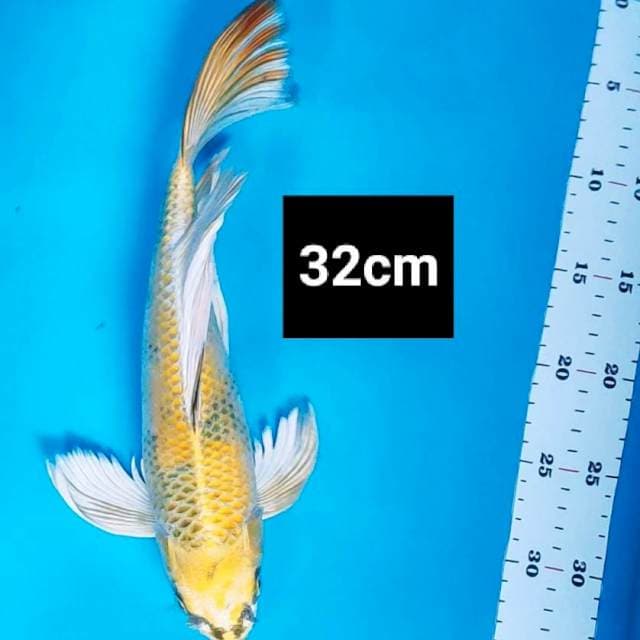 Kumpay kin showa 32cm