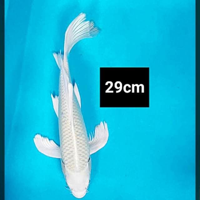 Kumpay platinum 29cm