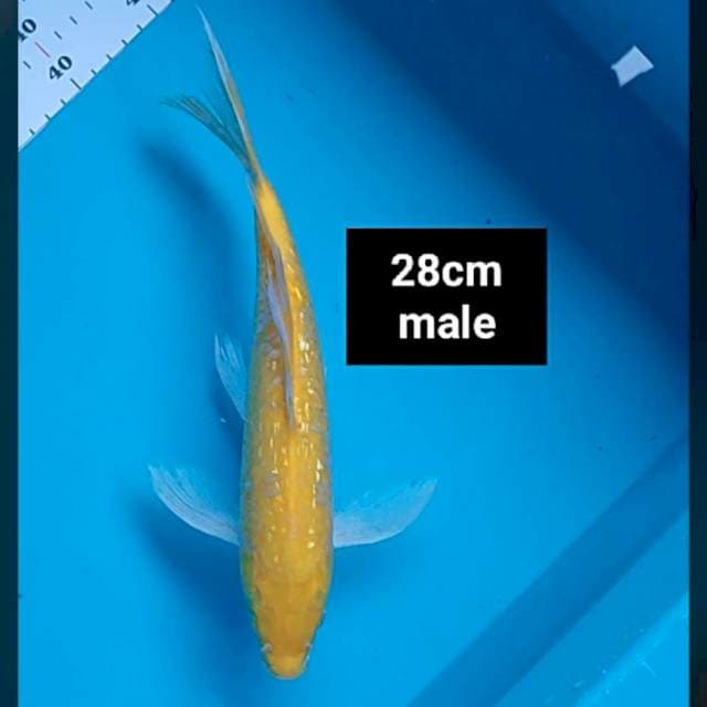 Kumpay karashi ginrin 28cm male