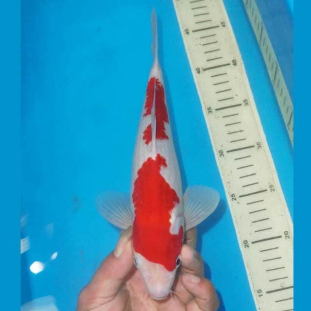 NIDAN KOHAKU SWEET