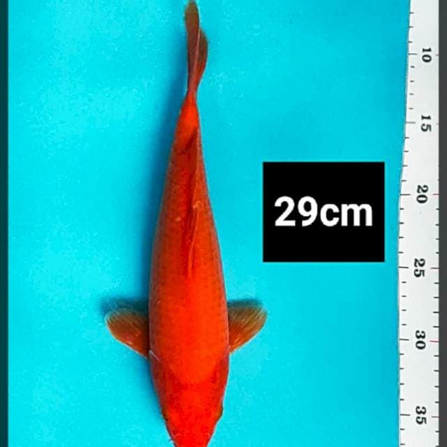 Benigoi 29cm
