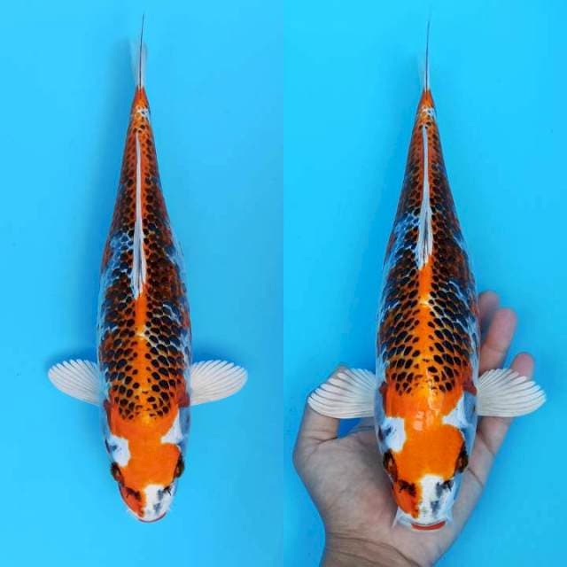 Kujaku glowing angker 35cm