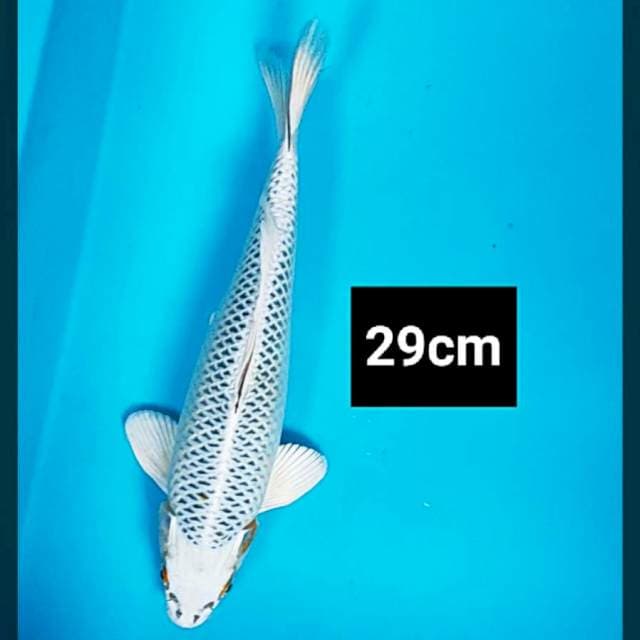 Gin matsuba 29cm