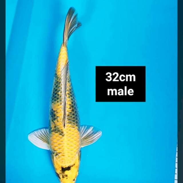 Kin showa strong 32cm male