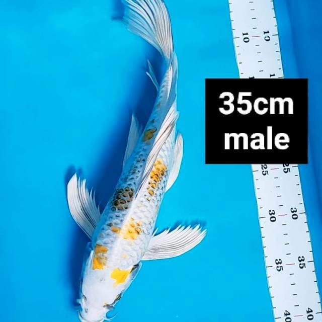 Kumpay antik 35cm male
