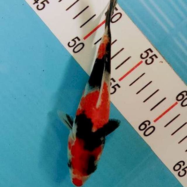 Showa 17 cm
