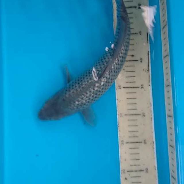 Badak Air Ginrin 33 cm
