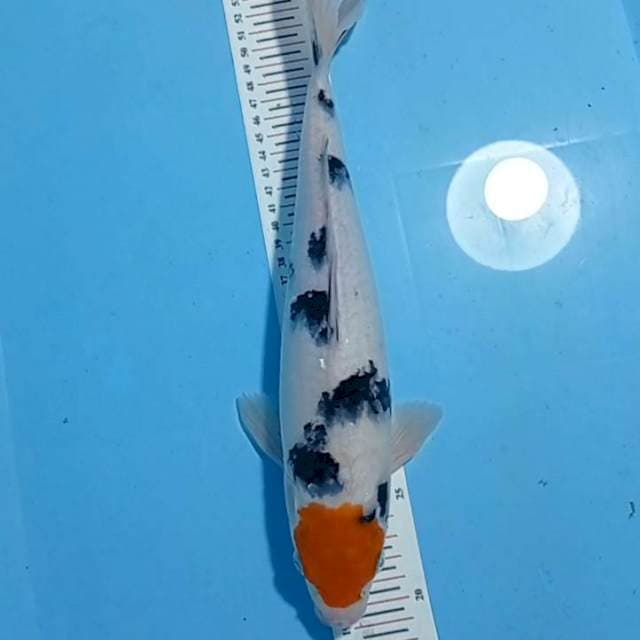 Tanco sanke 34cm Ori
