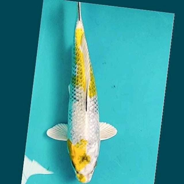 Kin Showa Ginrin 27cm