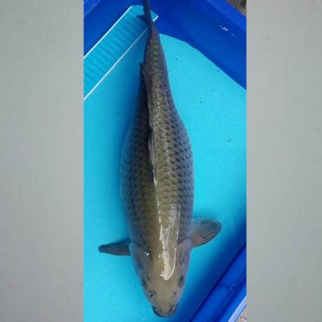 F1 Female 50 cm