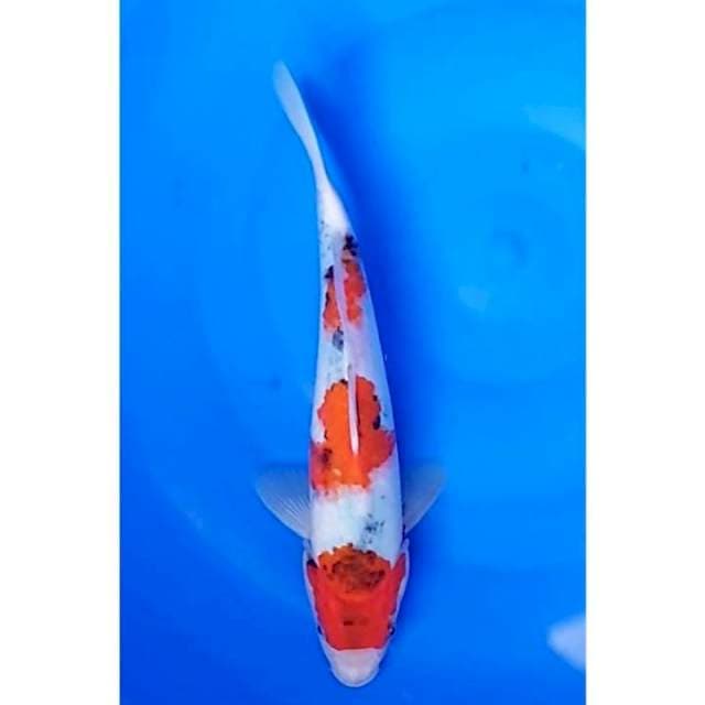 Original 3Step Showa Tategoi Calon Bagus 27cm (M)