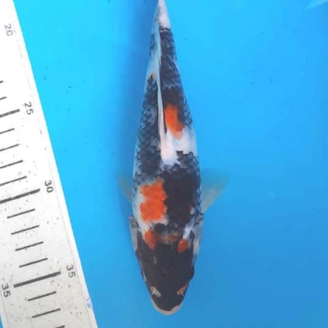 Showa 21cm