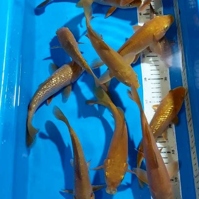 CHAGOI TEMBAGA&GINDRIN 18-23 CM PROSPECK DI BESARKAN 11 EKOR