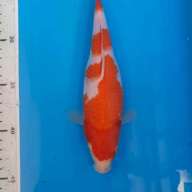 Kohaku 21cm