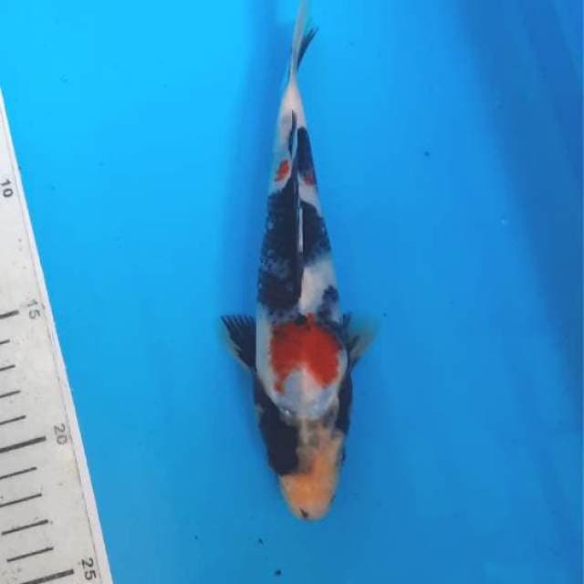 Showa 19cm