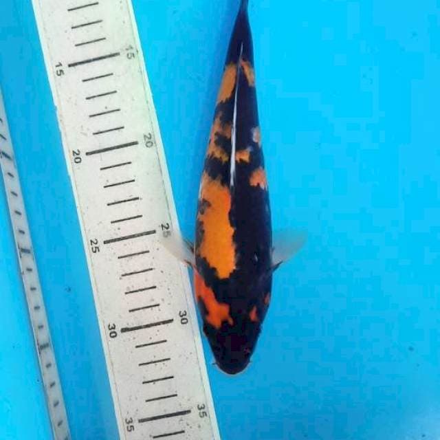 Hi showa 22cm