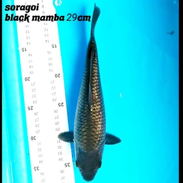 Soragoi black mamba 29 cm