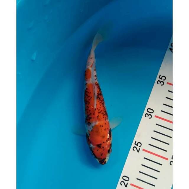 beni matsubawake 20 cm