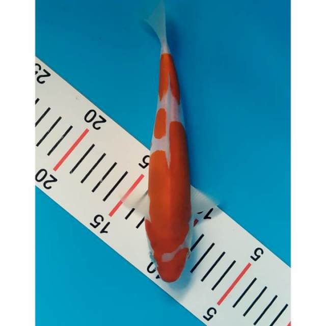 kohaku doitsu 21 cm