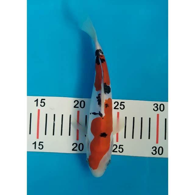 sanke doit 21 cm