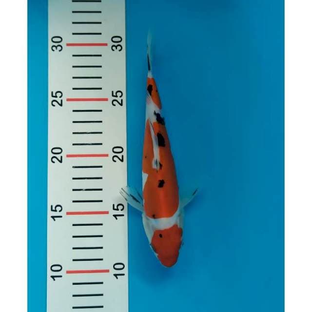 maruten sanke doit 21 cm