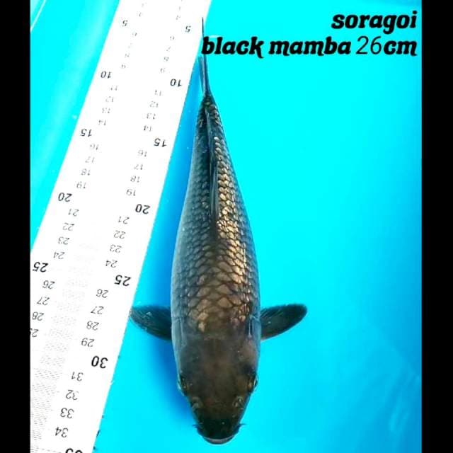 Soragoi black mamba 26cm