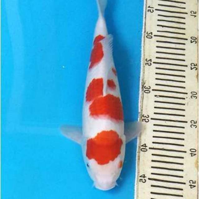 HQ Kohaku Male JT F1 Ogata