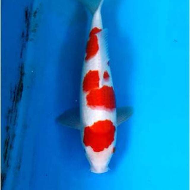 HQ Kohaku Male JT F1 Ogata