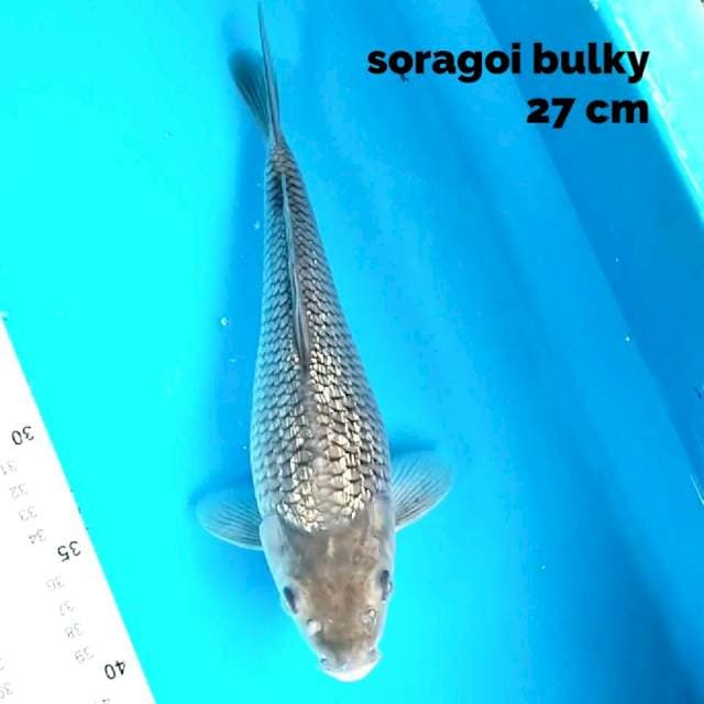 Soragoi bulky 27 cm