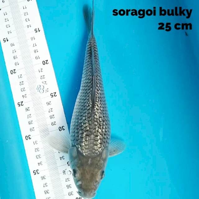 Soragoi bulky 25 cm