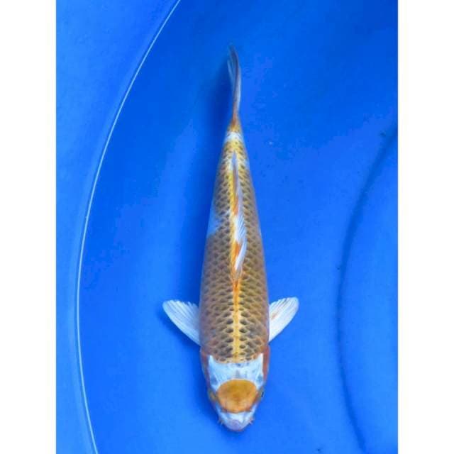 Kirin kujaku Maruten - 33cm