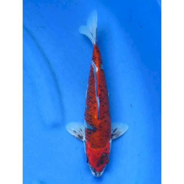 Red Ghosiki - 36cm