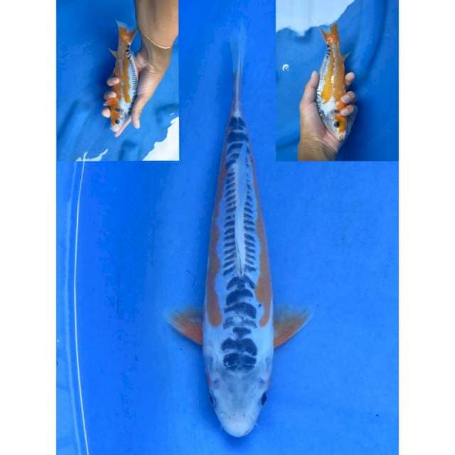 Shusui - 27cm