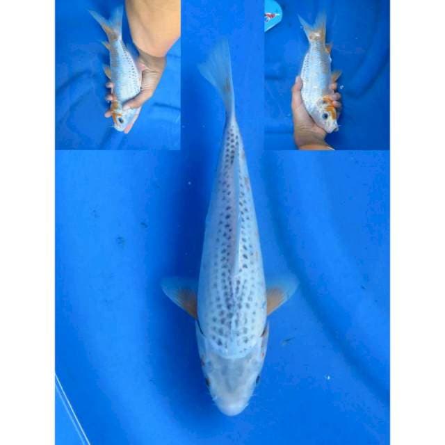 Asagi Bakat Jumbo - 27cm