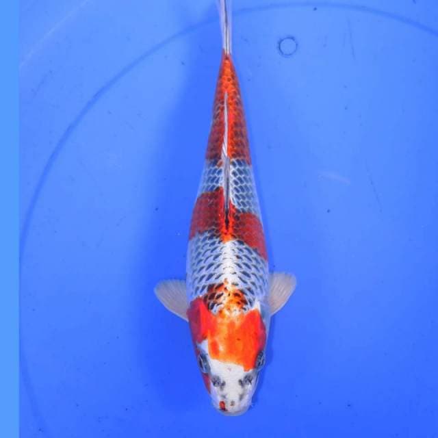 KUJAKU
