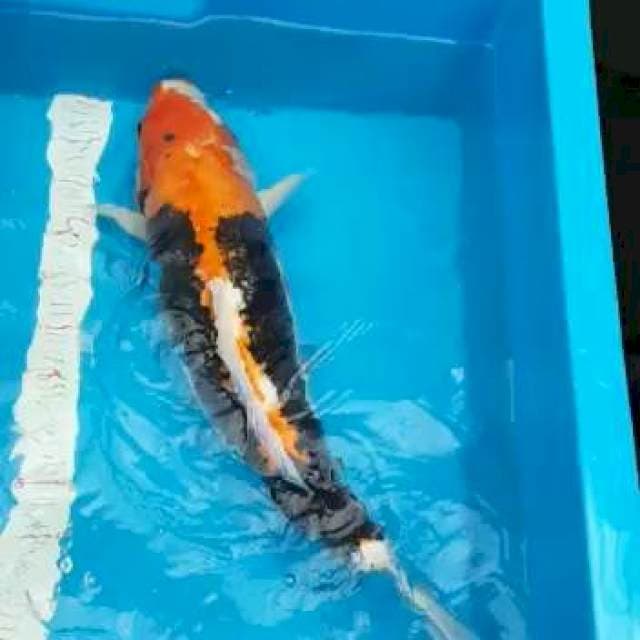 Benikumon 63cm