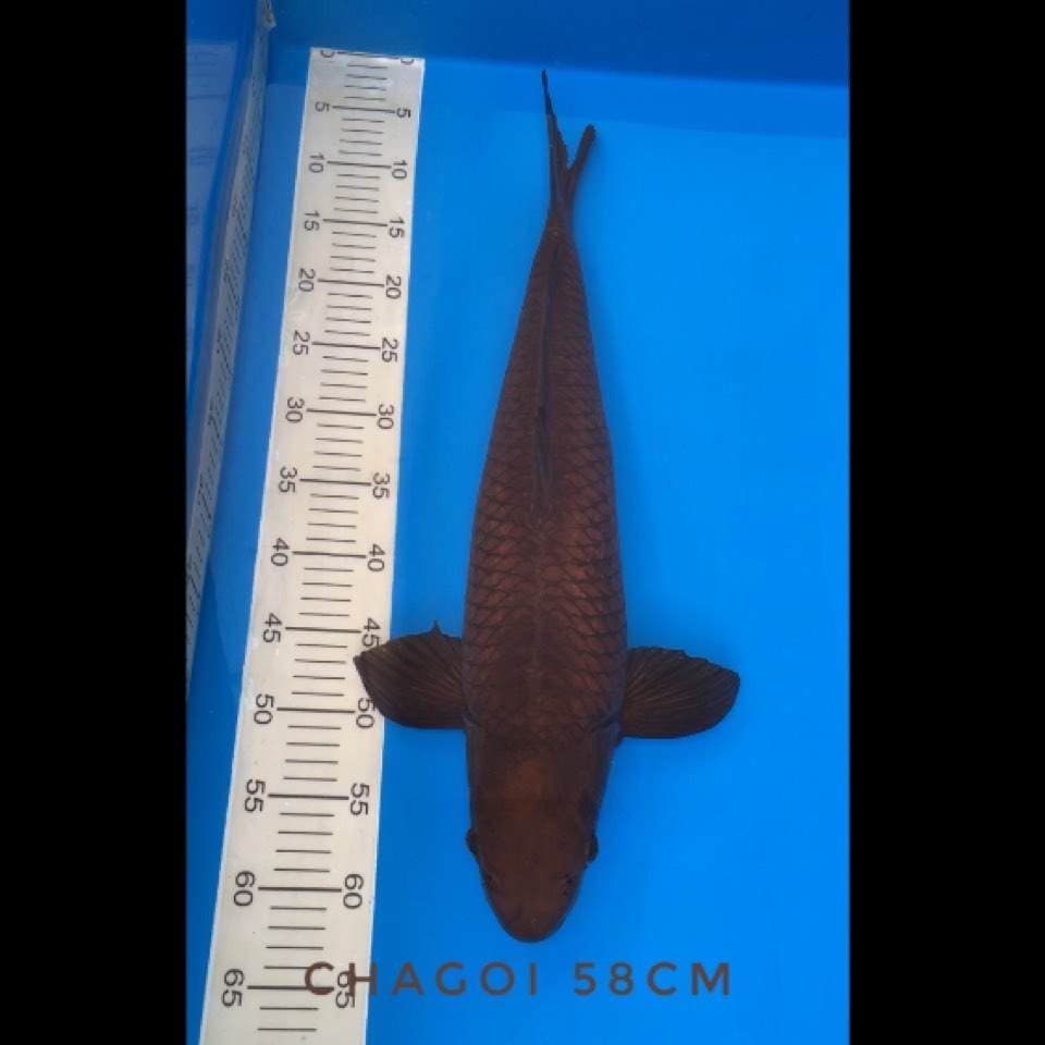 chagoi 58cm