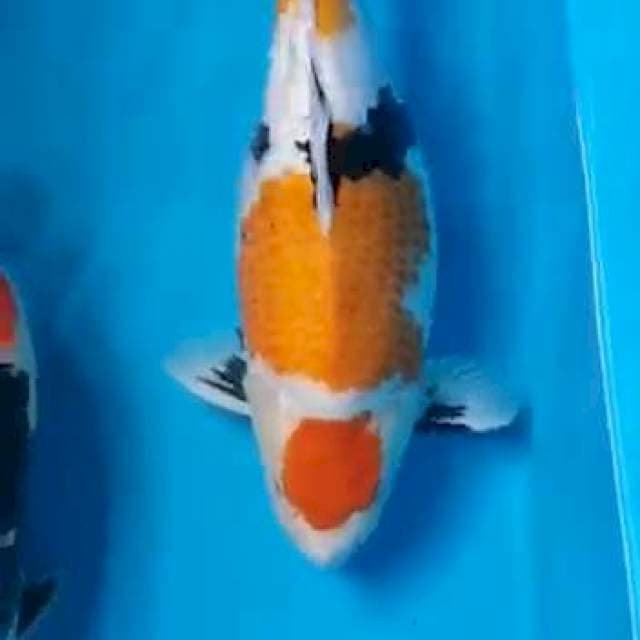 Showa Maruten 52cm