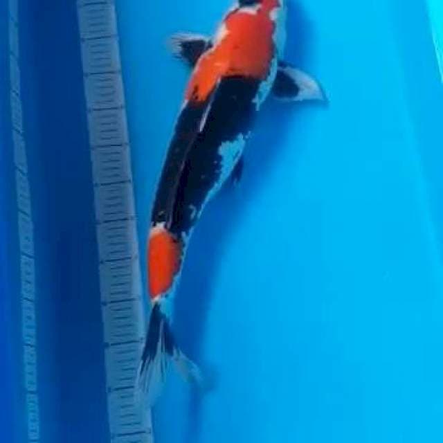 Showa F1 54cm