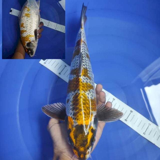 Unique Kogane 3tails