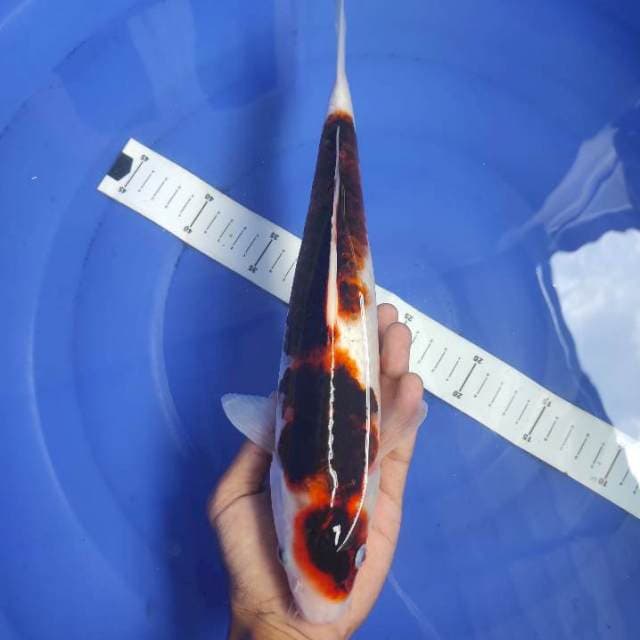 Koromo 34cm