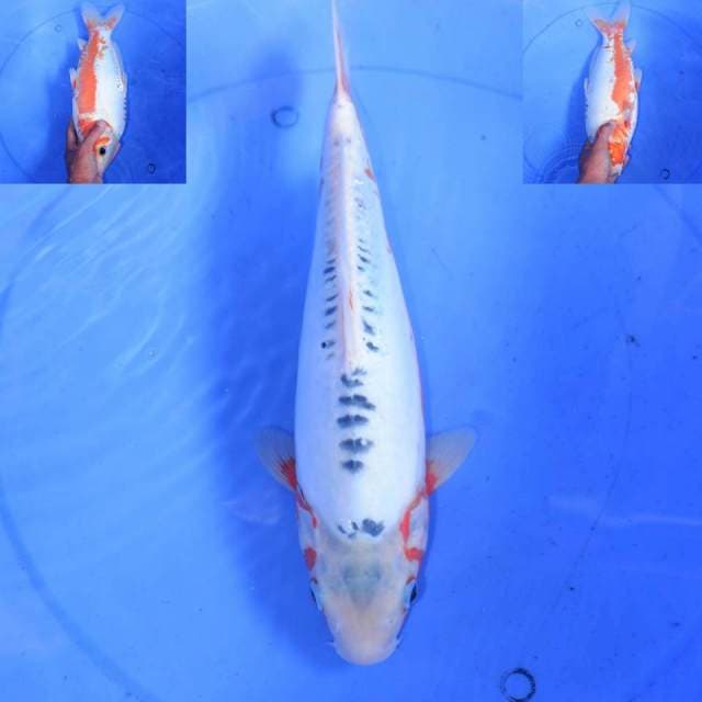 35cm HANA SHUSUI