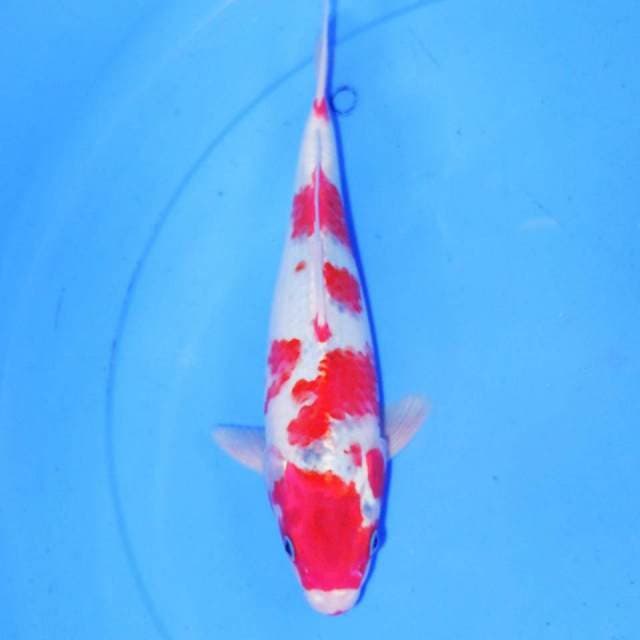 32cm GOSHIKI