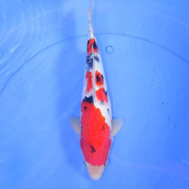31cm SANKE
