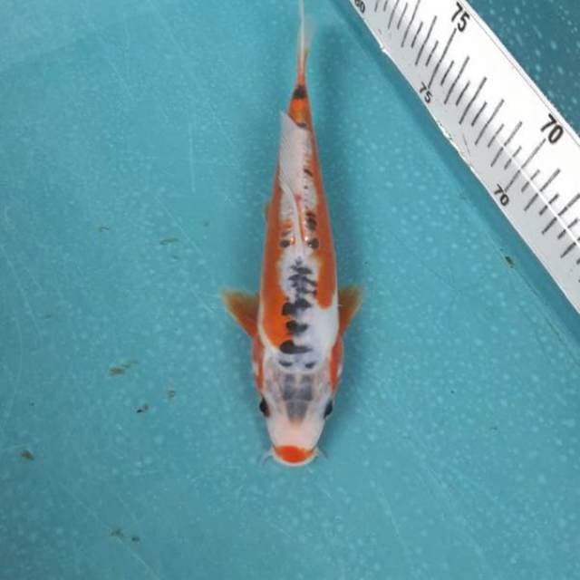 Shusui 18 cm